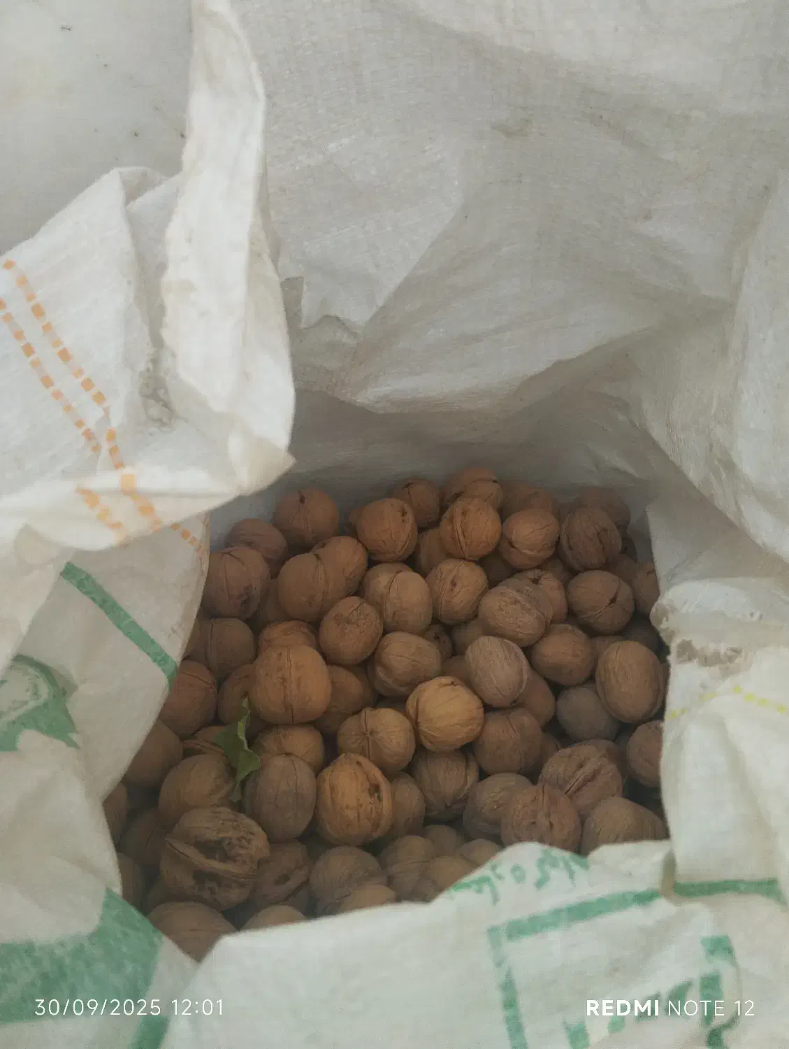 گردو درجه یک بوانات|خوردنی و آشامیدنی|شیراز, دروازه اصفهان|دیوار