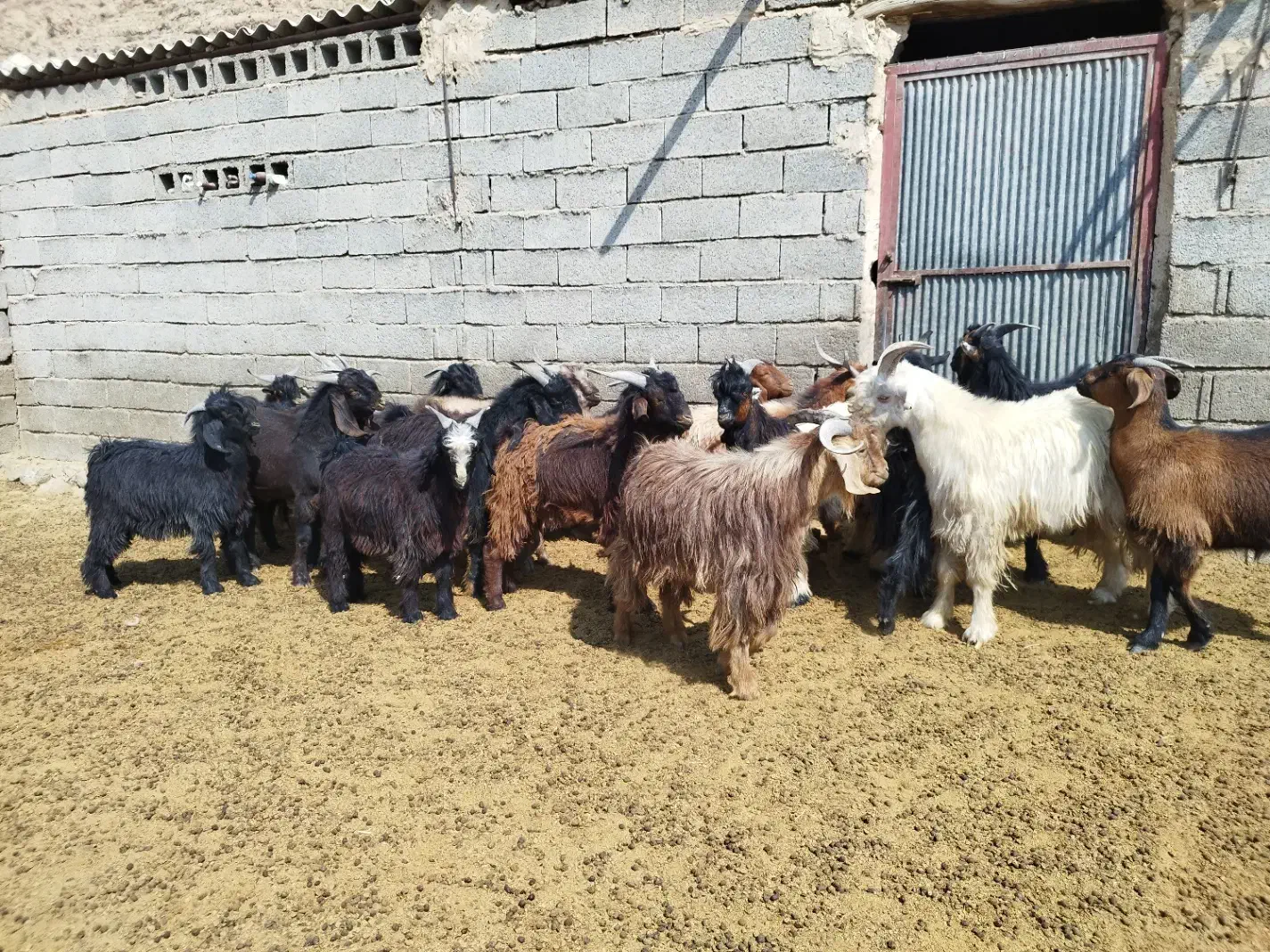 کهره ، بره ، بز|حیوانات مزرعه|شیراز, فرهنگیان|دیوار