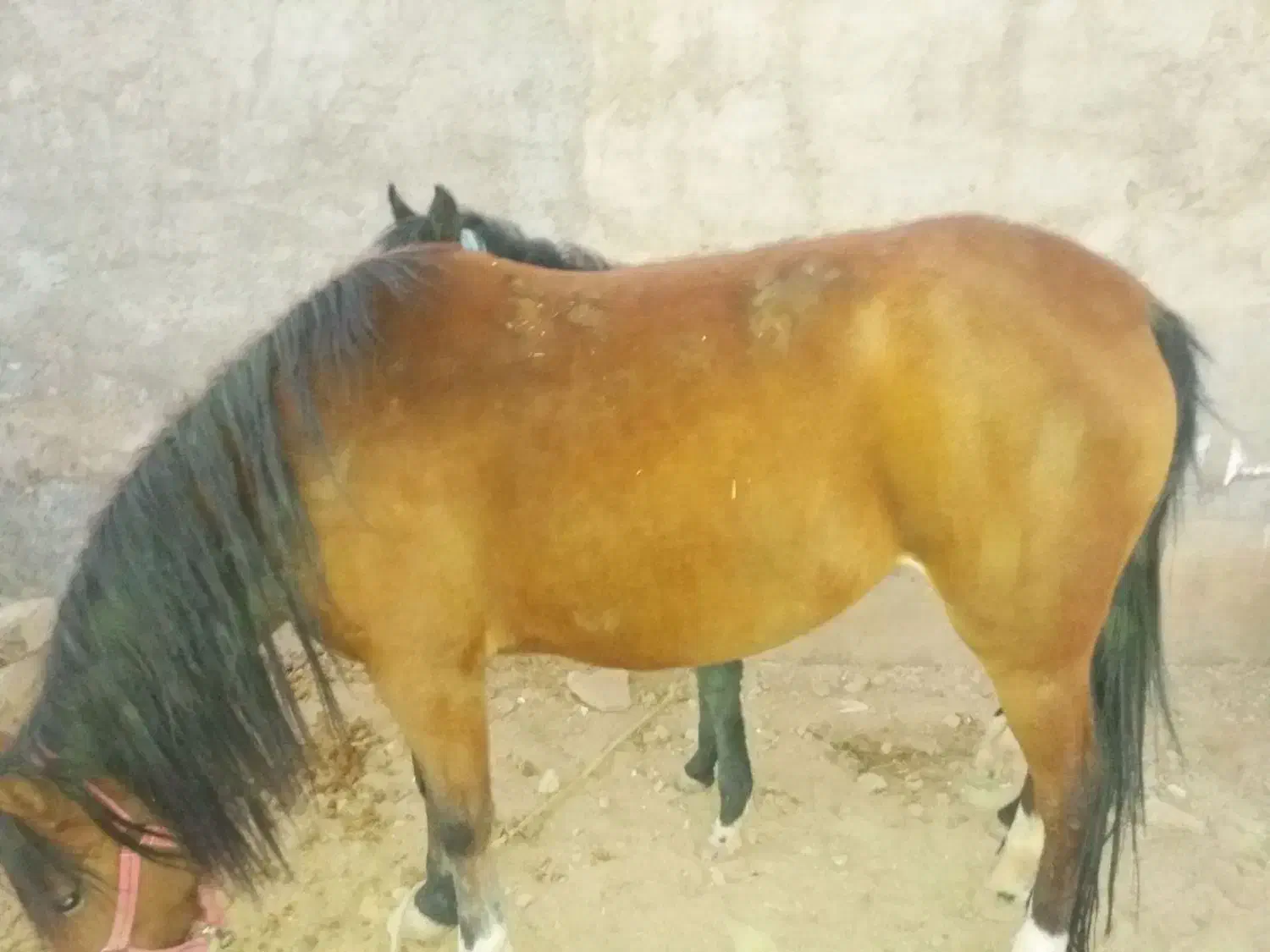 اسب و کره اسب|اسب و تجهیزات اسبسواری|خرمآباد, |دیوار