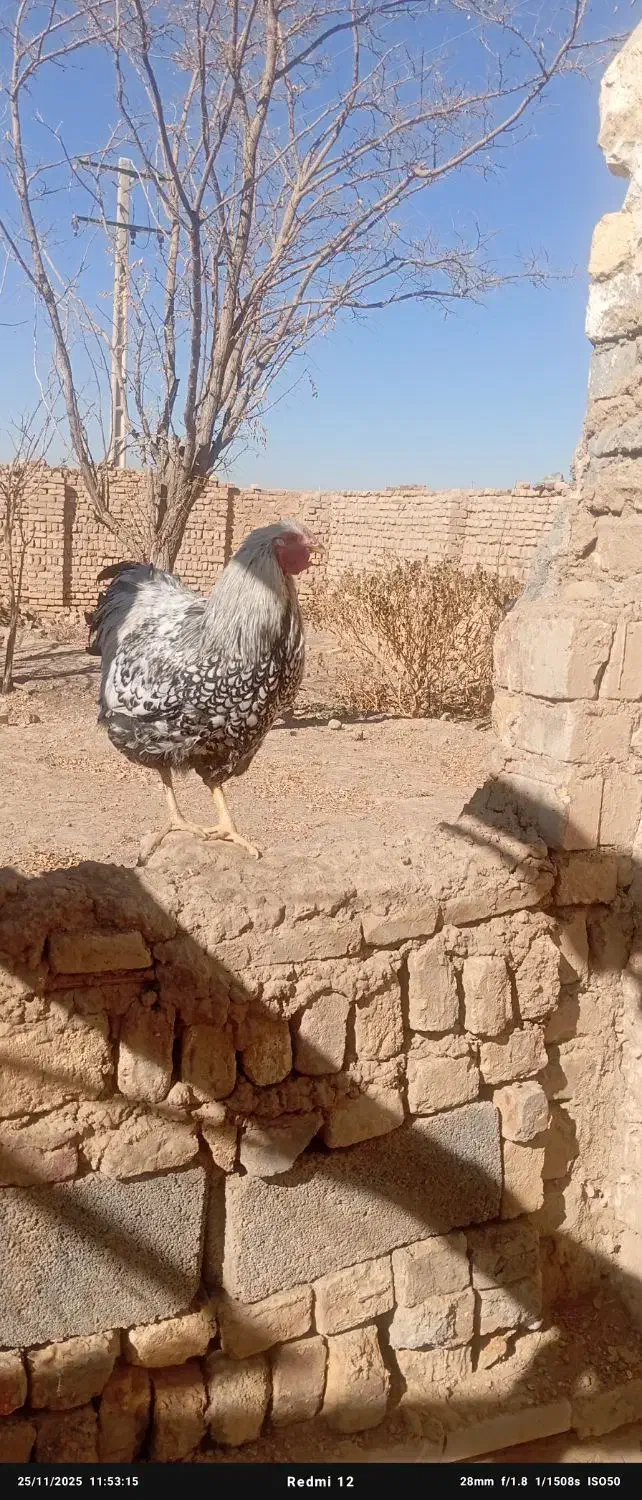 خروس|حیوانات مزرعه|آشتیان, |دیوار