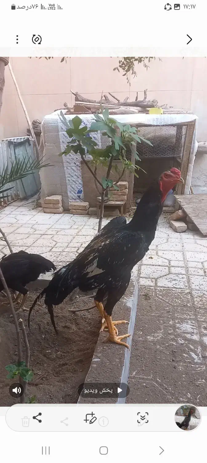 مرغ وخروس اوشامو|حیوانات مزرعه|تهران, نازیآباد|دیوار