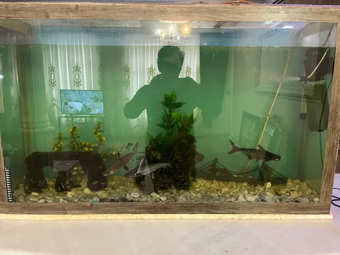 اکواریوم اب شیرین|ماهی|تبریز, |دیوار