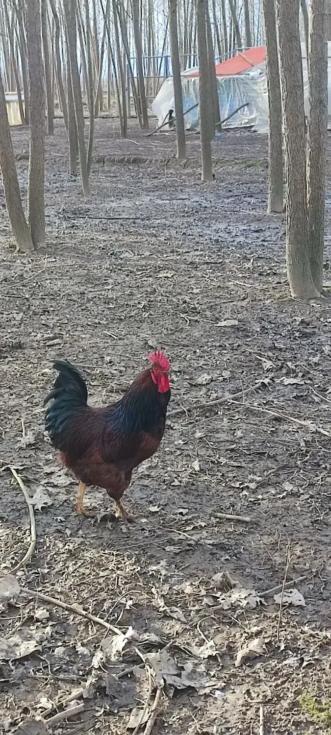 خروس|حیوانات مزرعه|رشت, توشیبا|دیوار