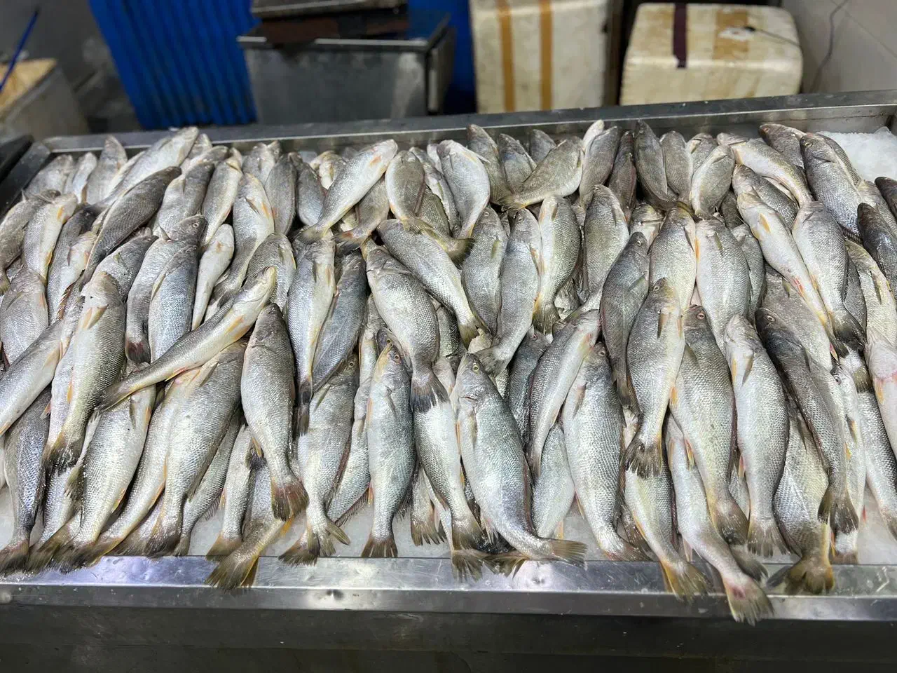 خدمات بسته بندی و فروش ماهی و میگو صید خلیج فارس|ماهی|بندرعباس, |دیوار