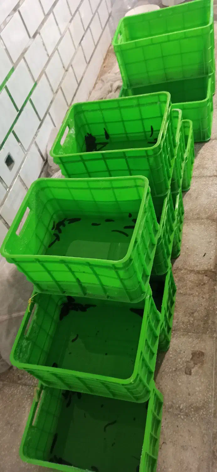 فروش زالوی طبی صیدی فوق العاده درشت|آرایشی، بهداشتی، درمانی|کاشان, امیرکبیر|دیوار