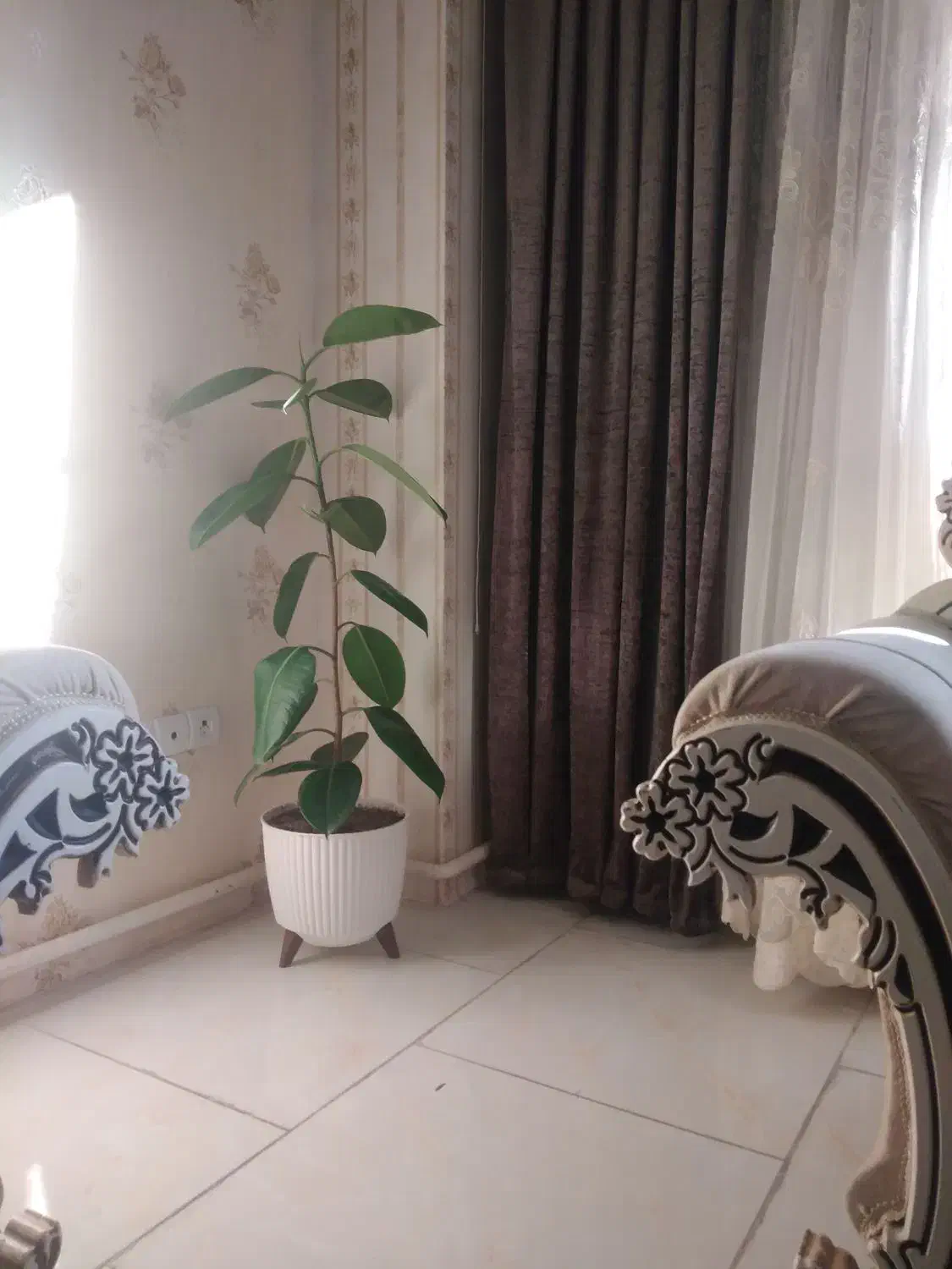 گل فیکوس|گل و گیاه طبیعی|سهند, |دیوار