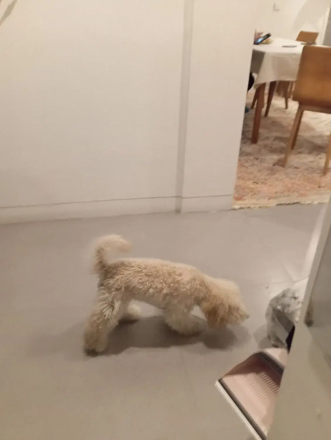 سگ نژاد پودل اصل|سگ|شیراز, ارم|دیوار