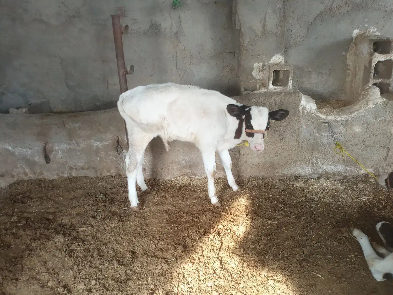 گاو سیمینتال|حیوانات مزرعه|گتوند, |دیوار