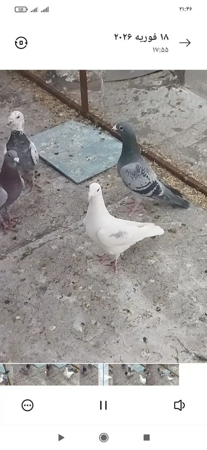 کبوتر|حراج|فسا, |دیوار