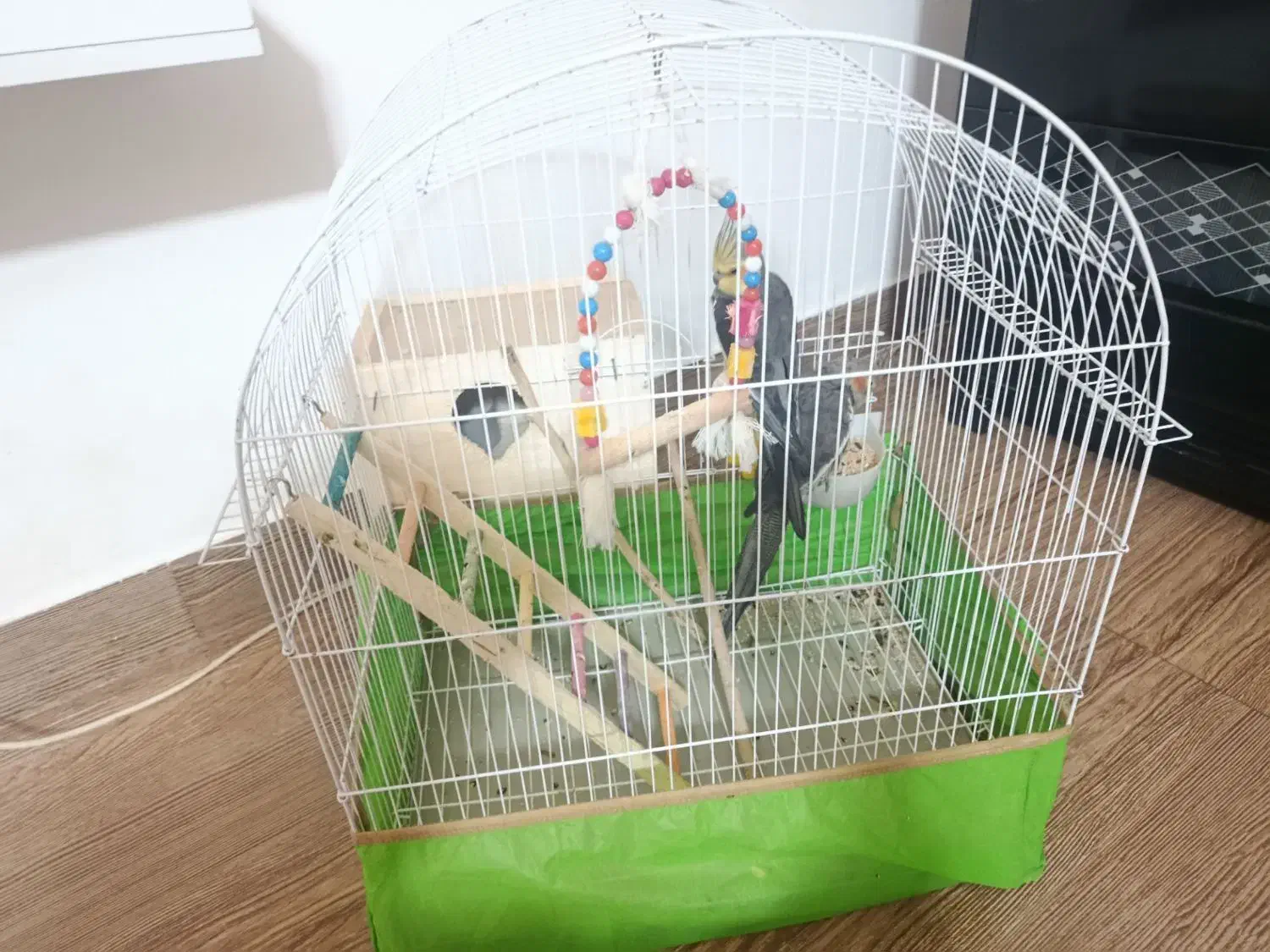 یک جفت عروس هلندی|پرنده|رضوانشهر, |دیوار