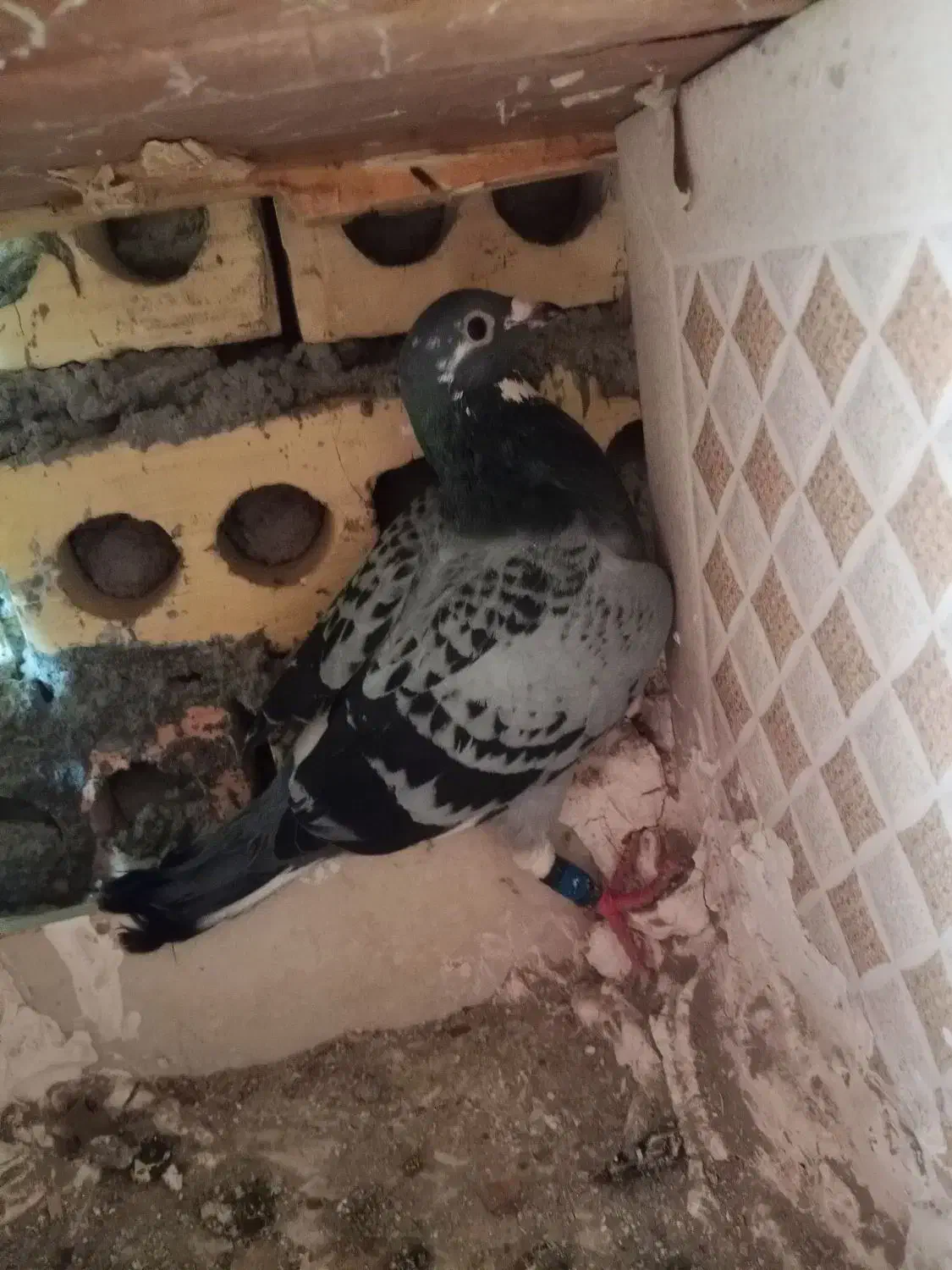 جفت|حیوانات|مشهد, پنجتن|دیوار