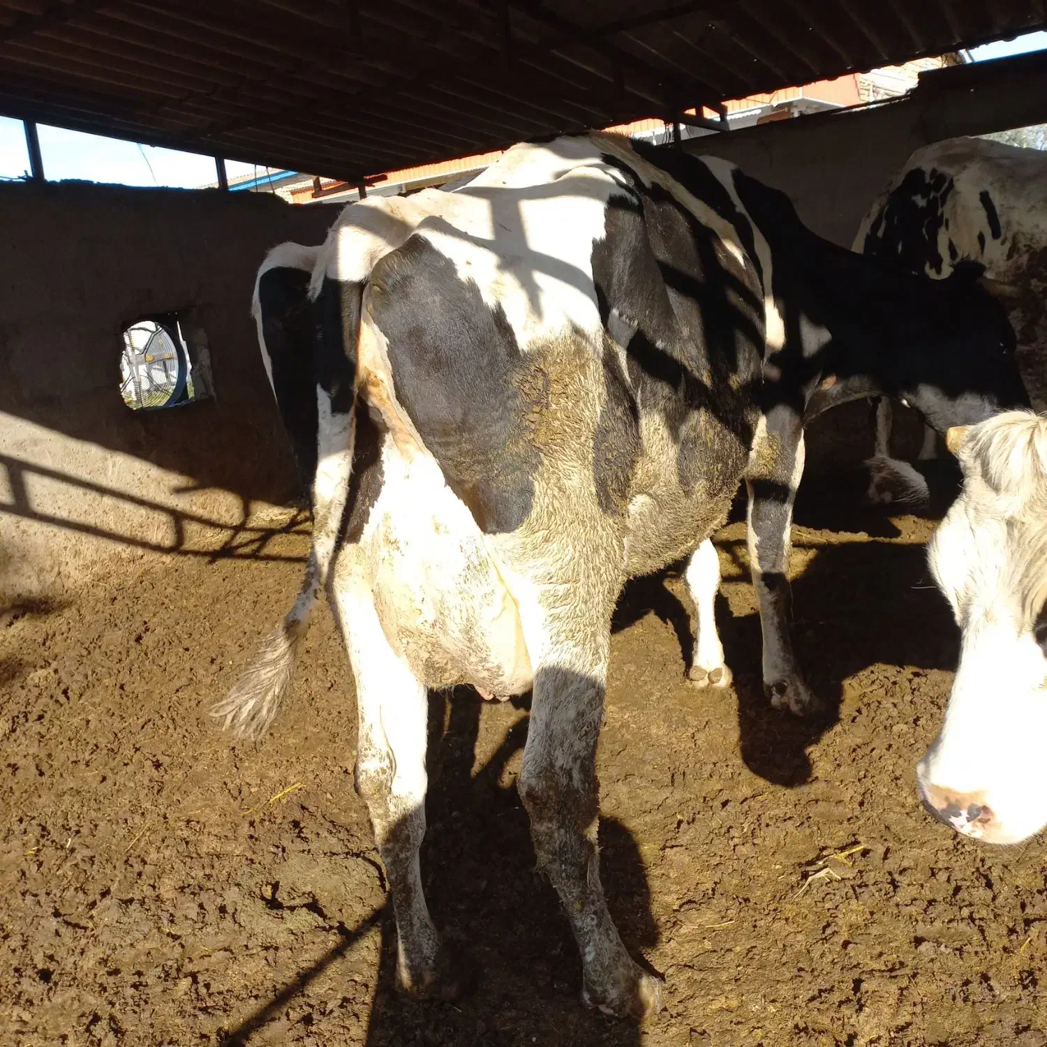 گاو۳۵کیلوشیرگوساله دار|حیوانات مزرعه|بندر ترکمن, |دیوار