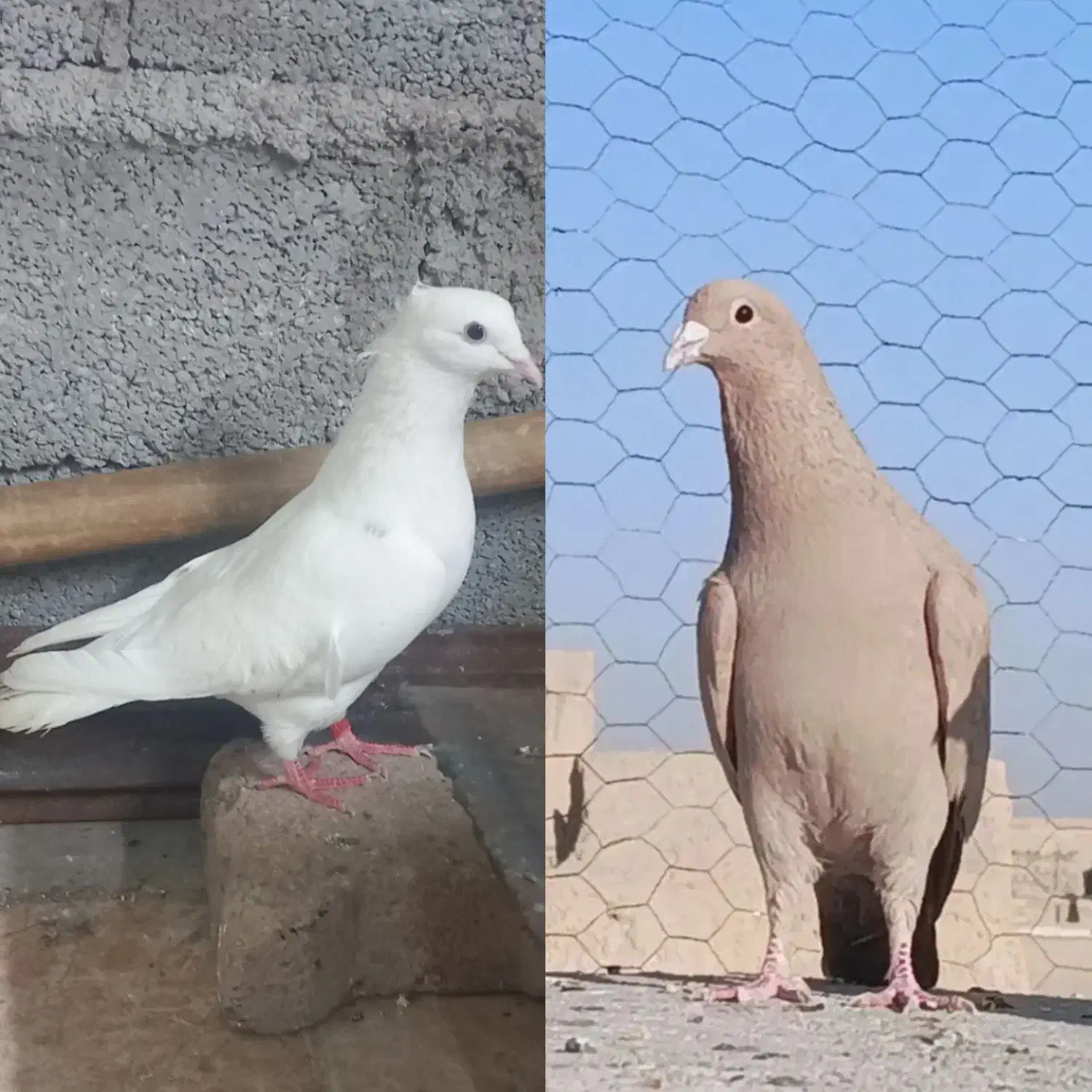 کبوتر|پرنده|سوسنگرد, |دیوار