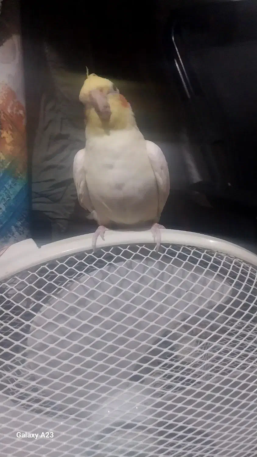 عروس هلندی نر|پرنده|زبرخان, |دیوار