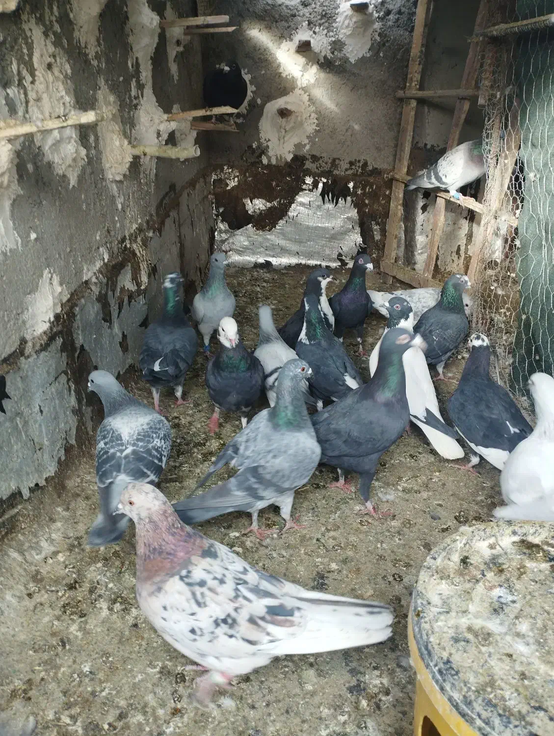 کبوتر|پرنده|ایرانشهر, |دیوار