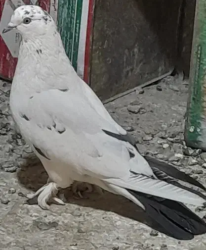 سفید دم سیاه|پرنده|لاران, |دیوار