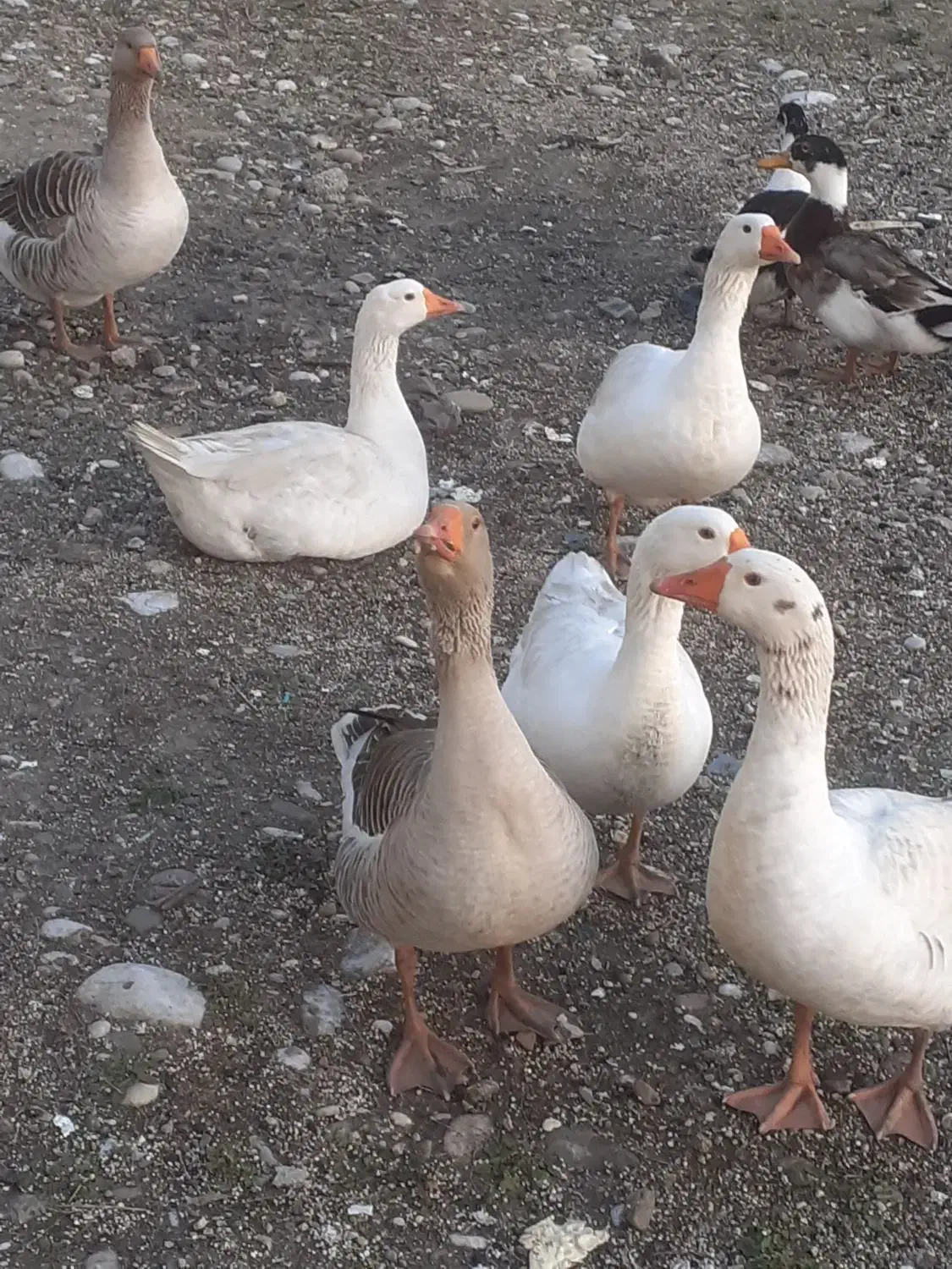 غاز محلی|حیوانات مزرعه|قائم‌شهر, |دیوار