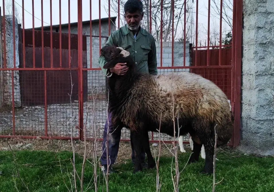 قوچ فول استایل و فول کاربلد( گوسفندبره)|حیوانات مزرعه|گرگان, |دیوار