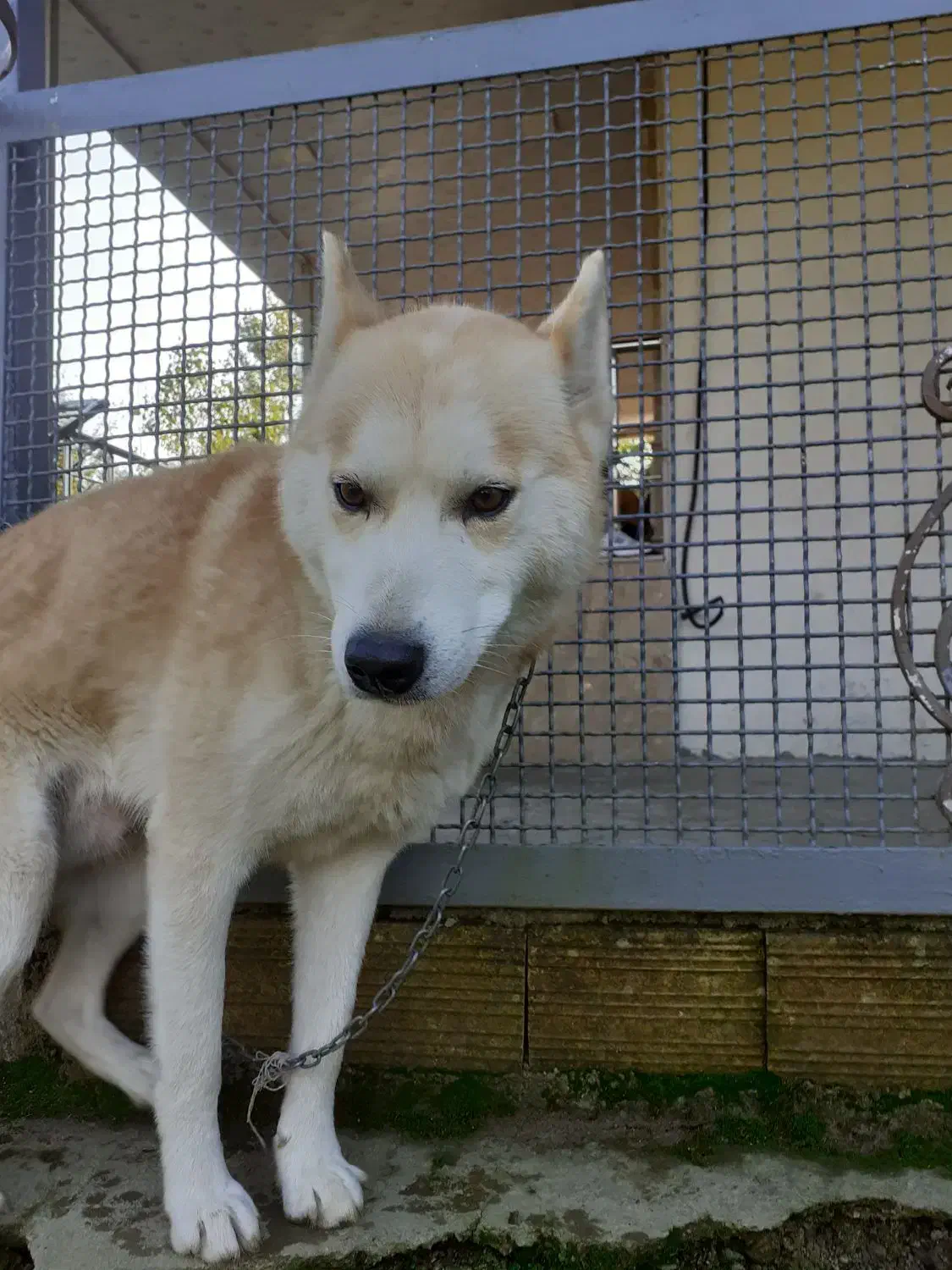 سگ هاسگی|سگ|شفت, |دیوار