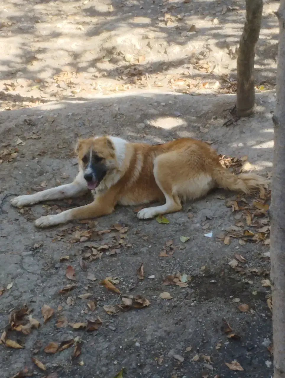 حیوانات|سگ|مینودشت, |دیوار