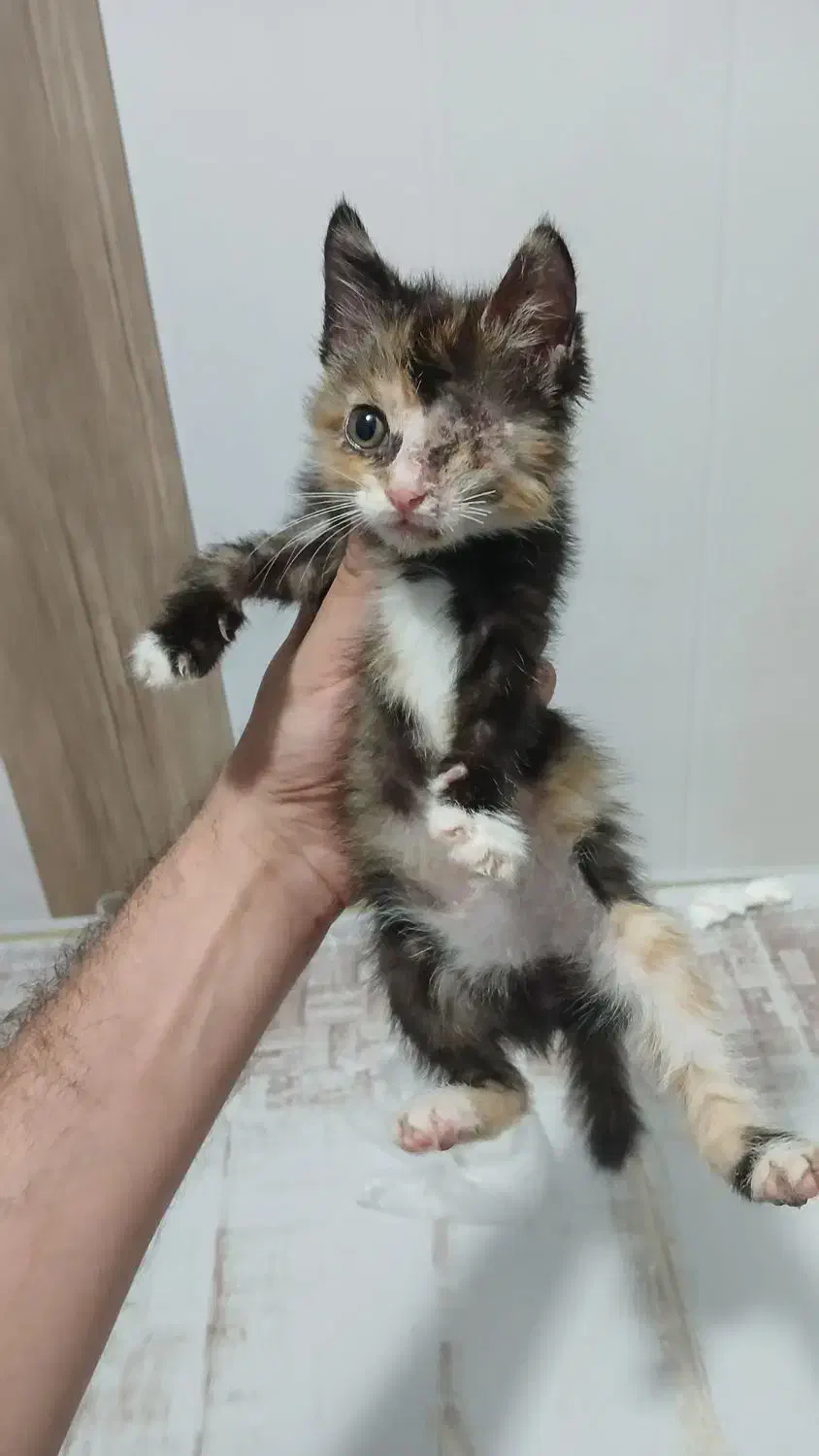 واگذاری گربه|گربه|لاهیجان, قیام|دیوار