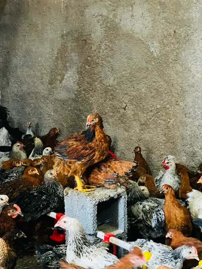 جوجه خروس و مرغ محلی|حیوانات مزرعه|جهرم, |دیوار