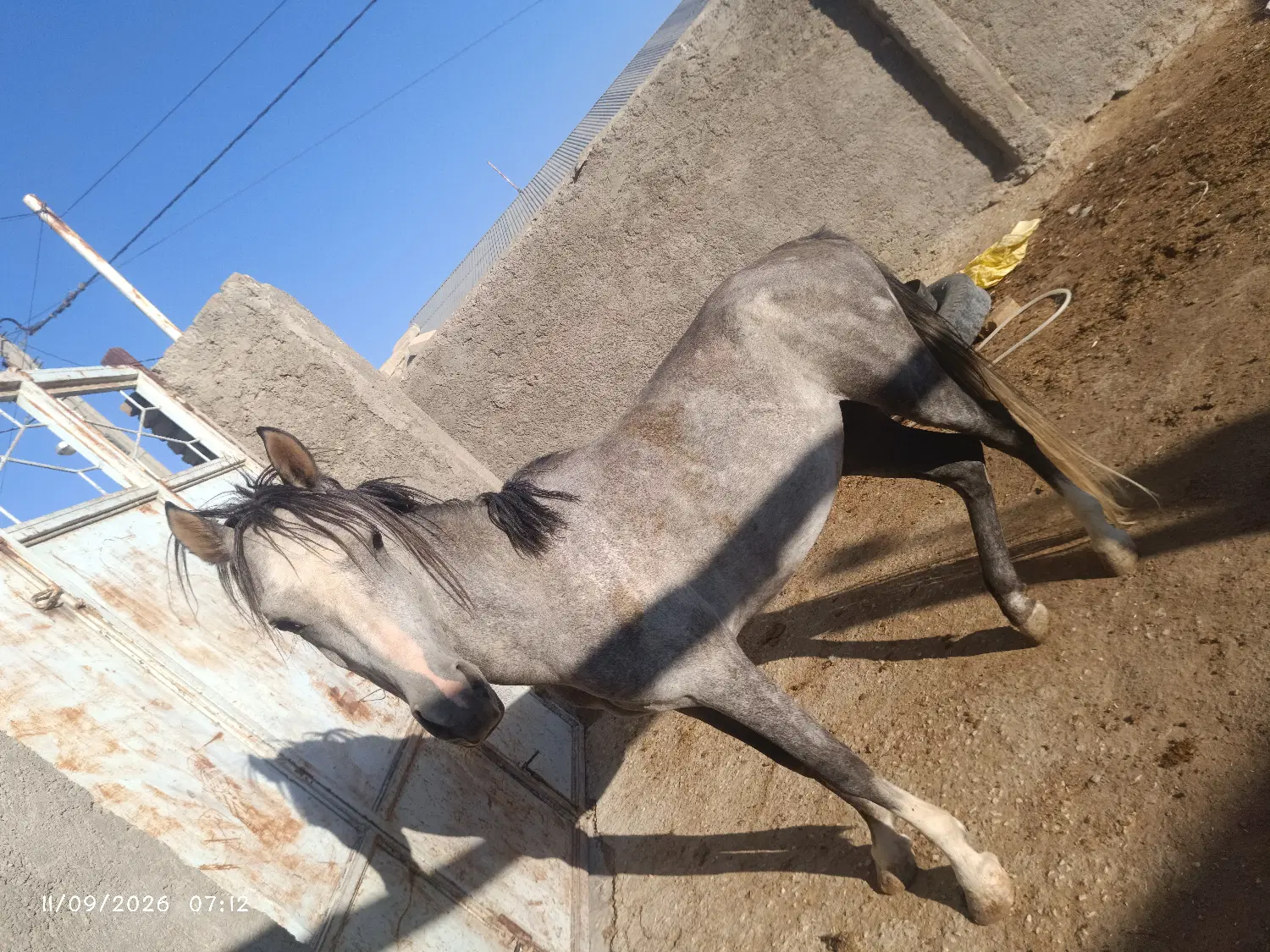 اسب|اسب و تجهیزات اسب‌سواری|گلپایگان, |دیوار
