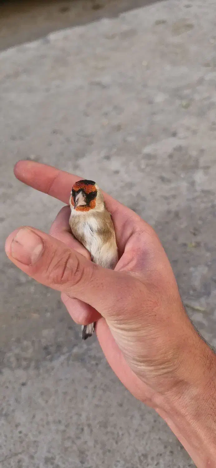 فروش دوعدد جوجه سهره نر صد درصد تازه صاف|پرنده|کرمانشاه, |دیوار