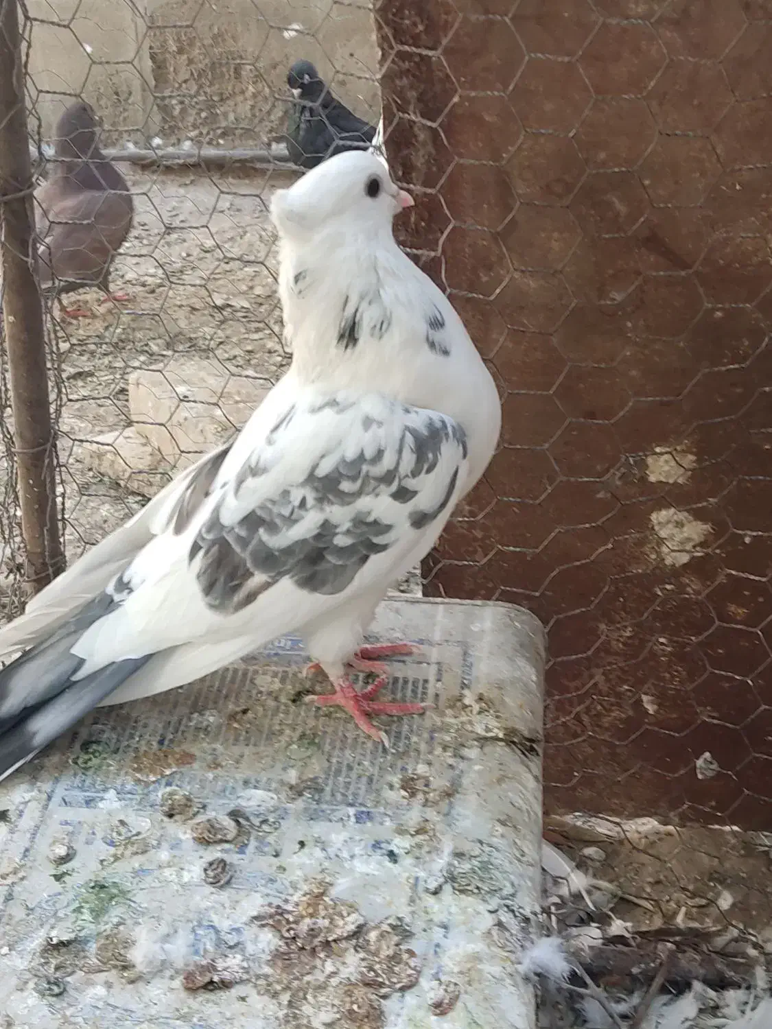 پشتار|پرنده|اردکان, |دیوار