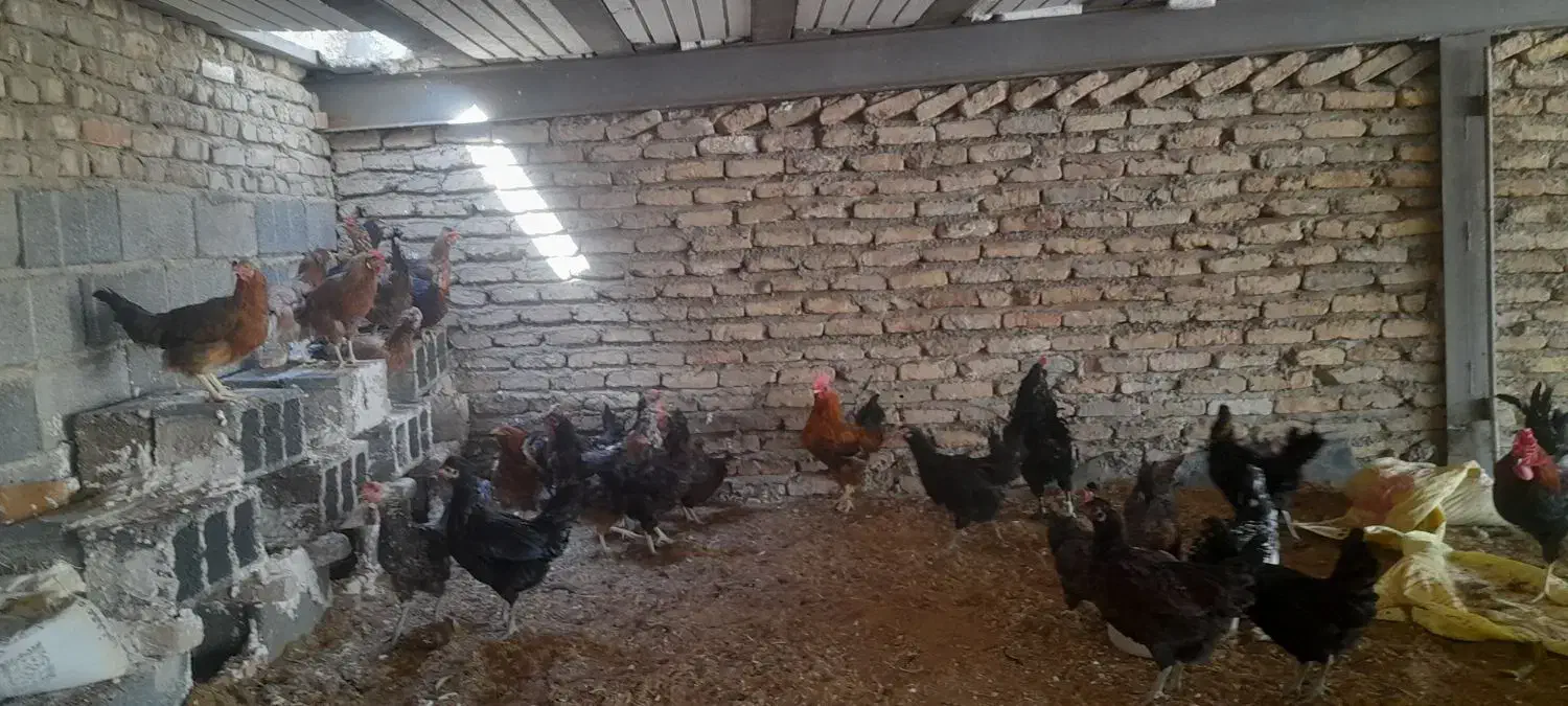 تخم مرغ نطفه دار گلین ریشو و خالدار|حیوانات مزرعه|تهران, شادآباد|دیوار