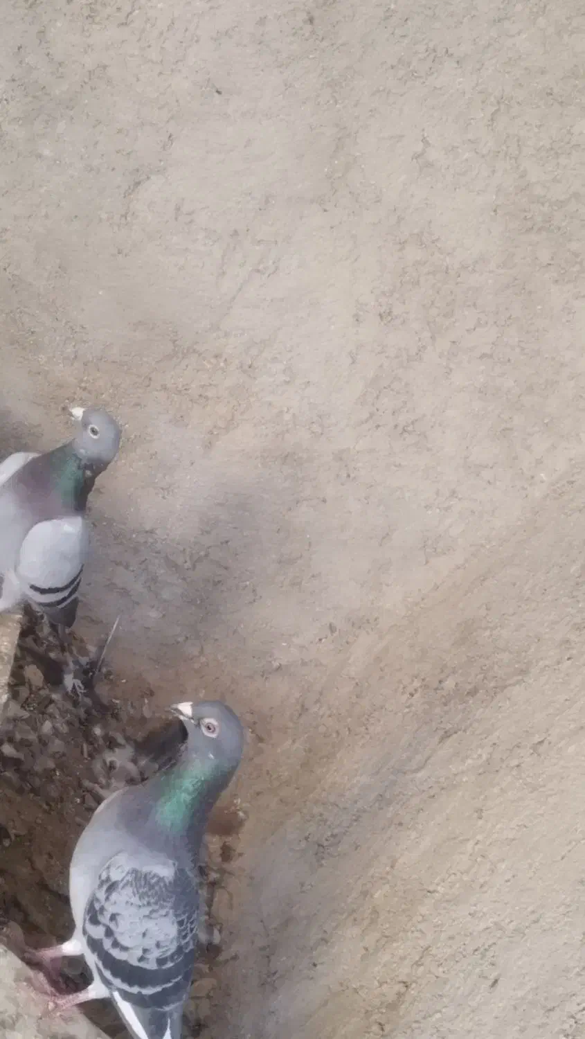 درجه یک|پرنده|جنت, |دیوار