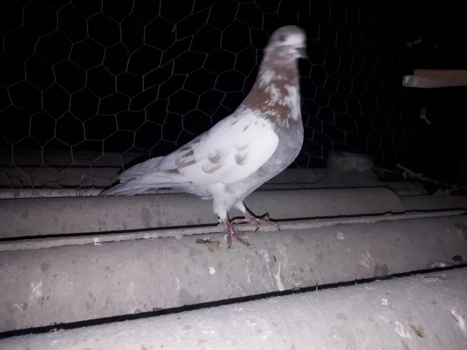 کبوتر|پرنده|اسلامشهر, شهرک انبیا|دیوار