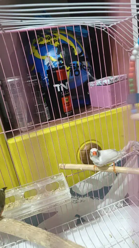 فنچ نر سالم سرحال|پرنده|سیرجان, |دیوار