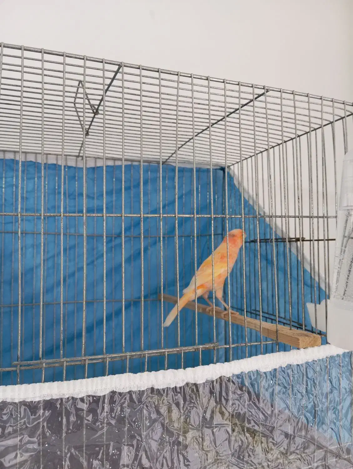 قناری نر|پرنده|ملایر, |دیوار