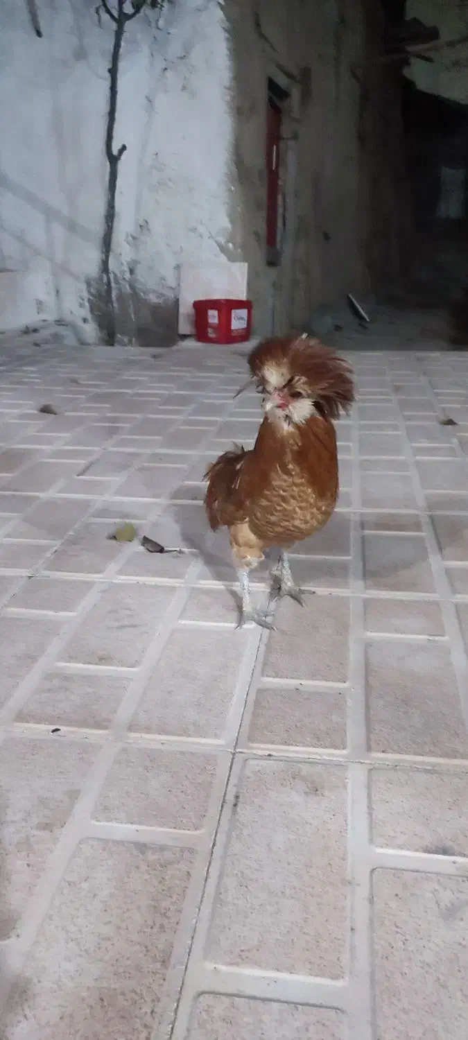 خروس زینتی|حیوانات مزرعه|ثمرین, |دیوار