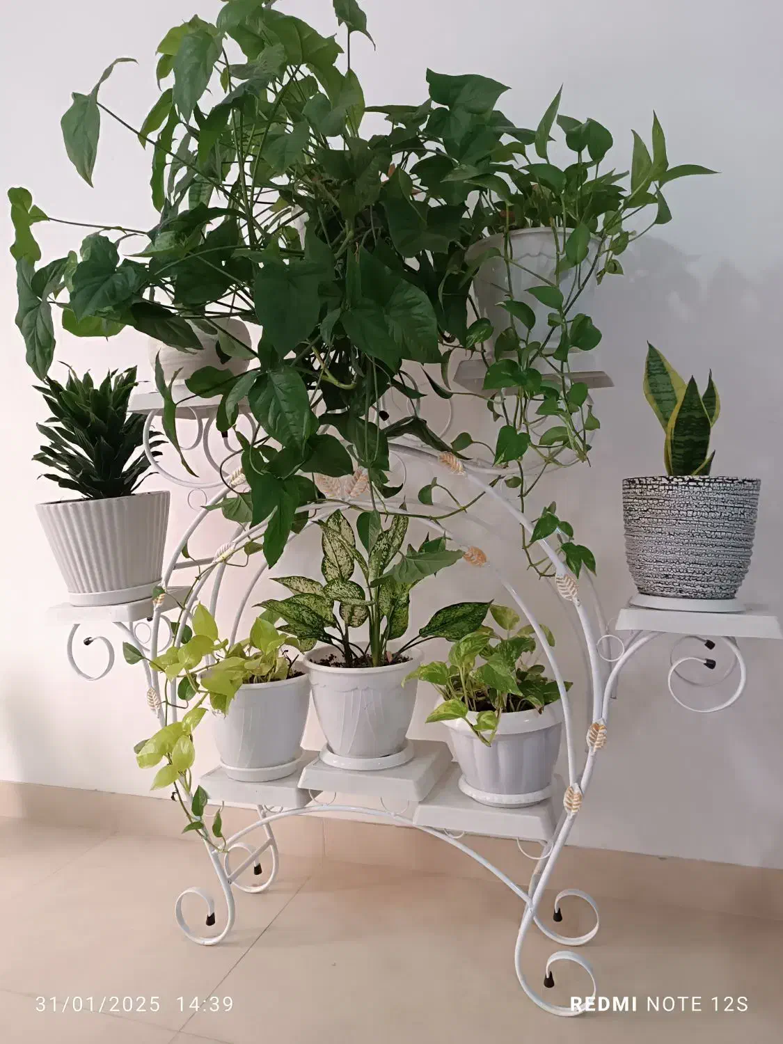 استندگل|کتابخانه، شلف، قفسه‌های دیواری|رشت, نخودچر|دیوار