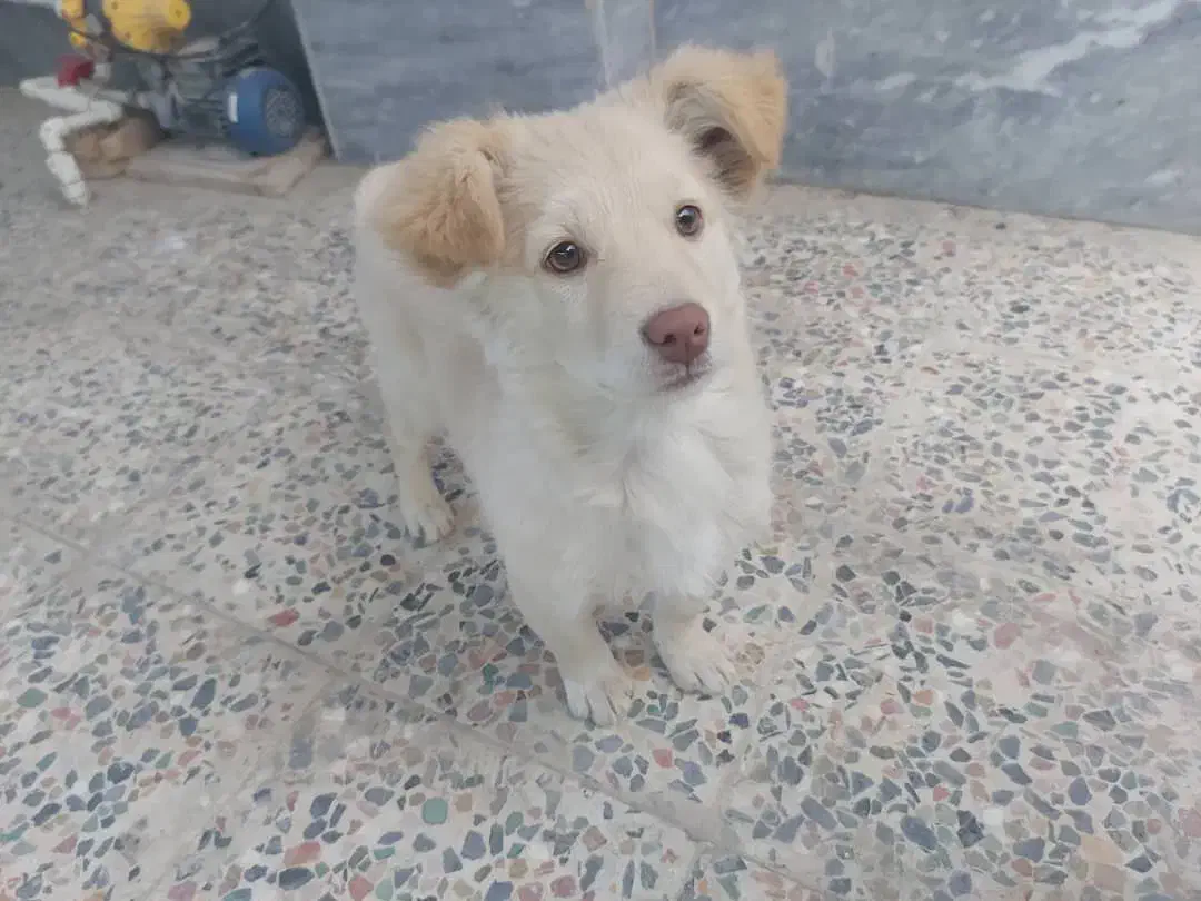 گمشده|حیوانات|سراوان, |دیوار