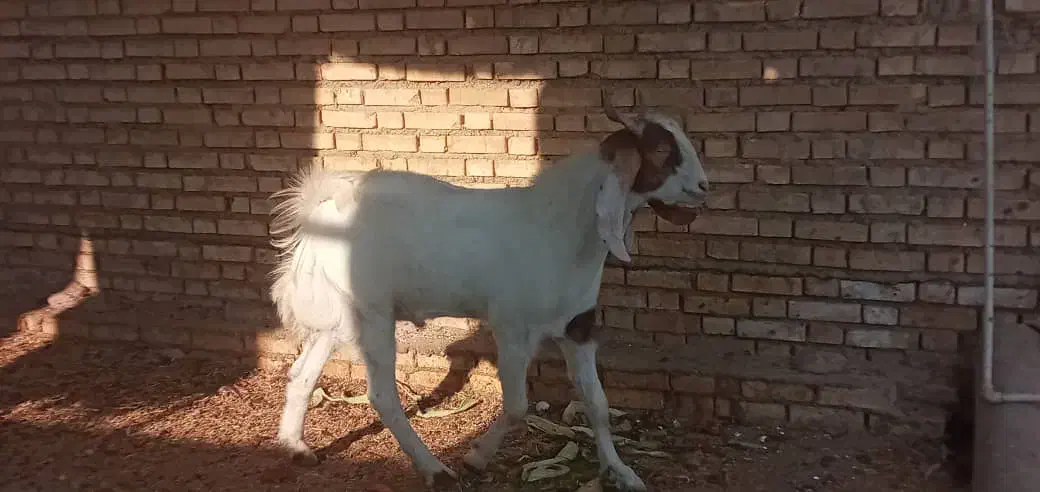 بز افغانی نر|حیوانات مزرعه|رامشیر, |دیوار