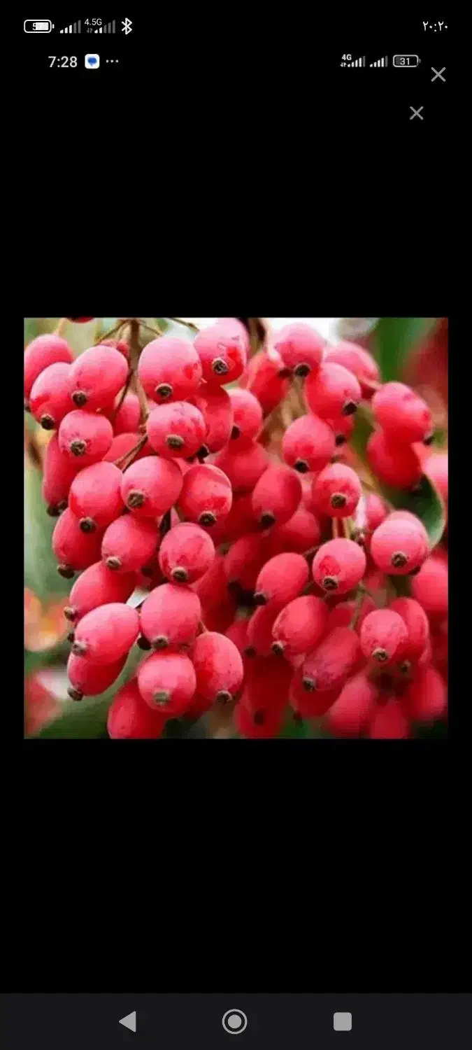 زرشک دون شده آبدار|خوردنی و آشامیدنی|تهران, آشتیانی|دیوار