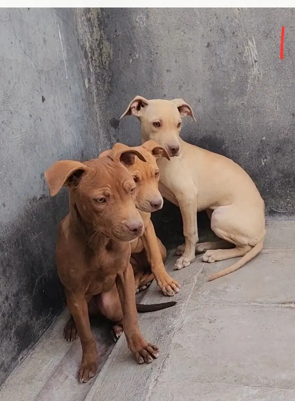 امریکن پیت بول|سگ|بومهن, |دیوار