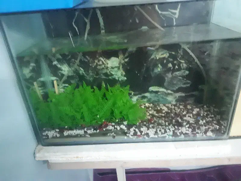 فروش اکواریوم با ماهی|ماهی|قم, پردیسان|دیوار