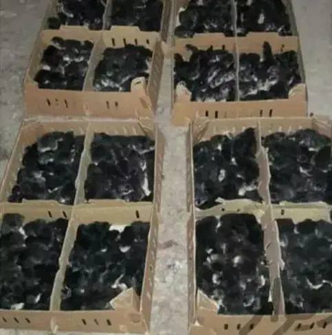 جوجه مرندی یکروزه اصیل|حیوانات مزرعه|تهران, بازار|دیوار