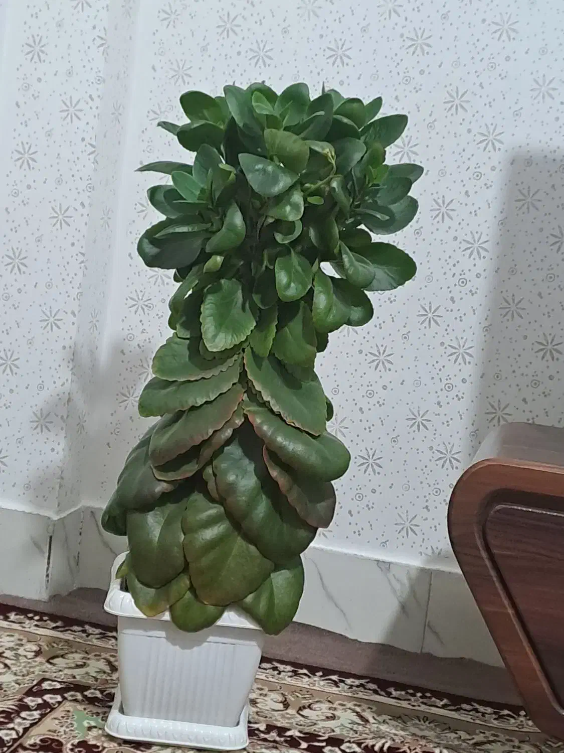 گل قاشقی خوشکل و جوان با یه متر قد ۷۰۰ هزار|گل و گیاه طبیعی|سنندج, |دیوار