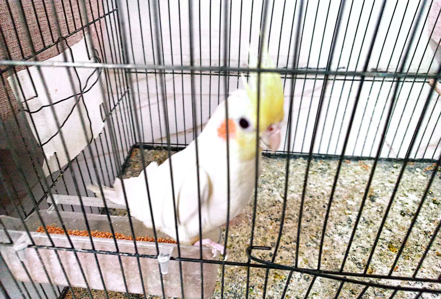 فروش عروس هلندی|پرنده|دهلران, |دیوار