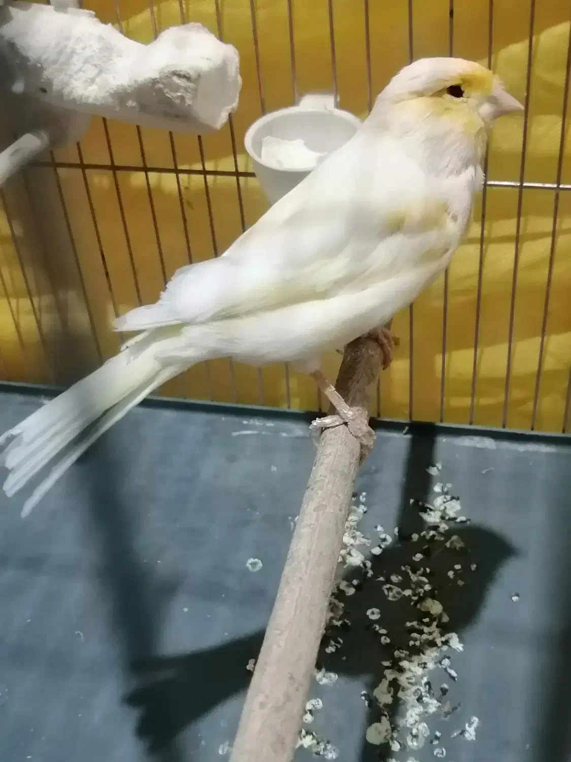 قناری|پرنده|شیراز, کوشک میدان|دیوار