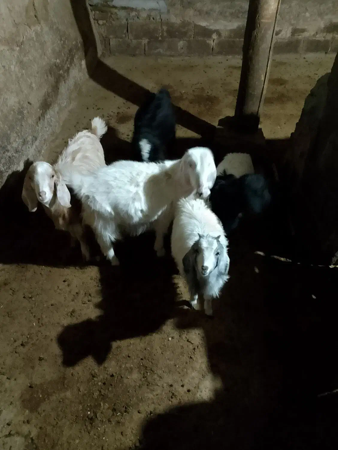 فروش بزغاله دو تا نر و سه تا ماده|حیوانات مزرعه|بجنورد, |دیوار