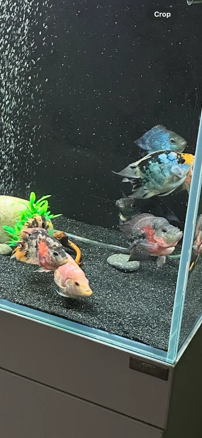 ماهی فلاور کوتوله (باکس)|ماهی|تهران, ابوذر|دیوار