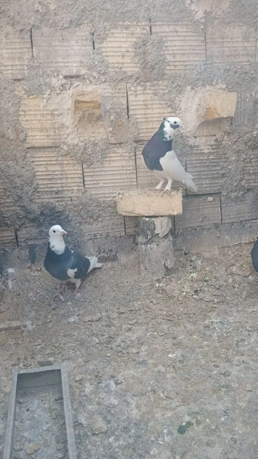 کفتریاکبوتر|پرنده|شیراز, ماه فیروزان|دیوار