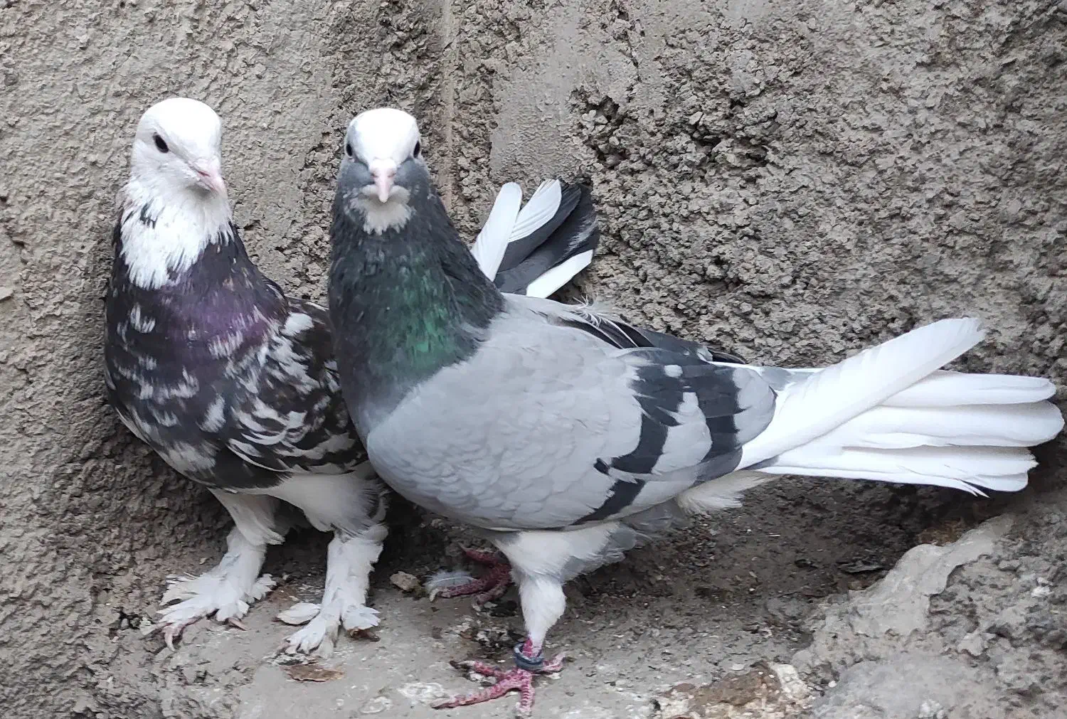 چن جفت پاجفتی ب علت دعوا|پرنده|بهارستان, |دیوار