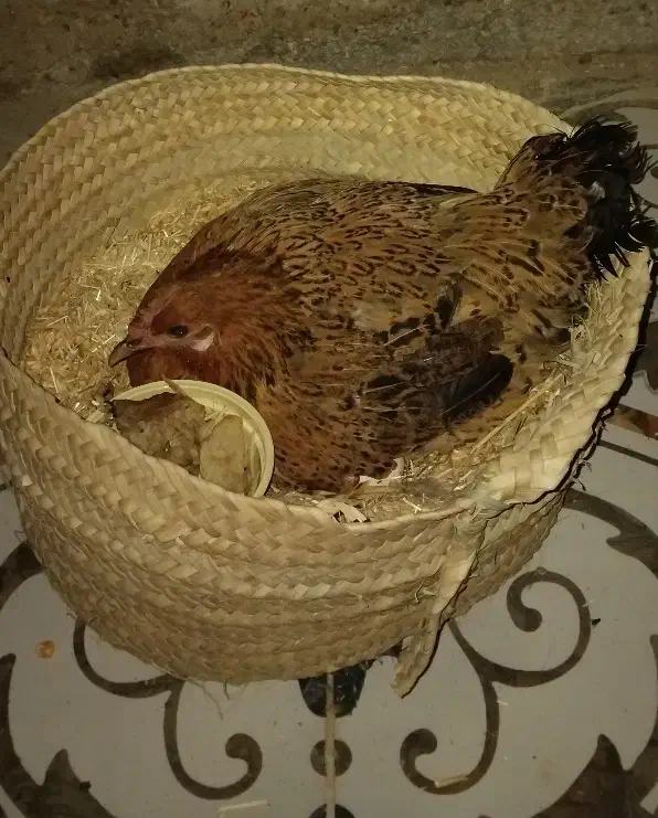 مرغ کرک با خروس|حیوانات مزرعه|شادگان, |دیوار